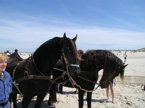 de paarden van Terschelling