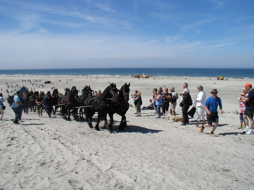 paarden in training